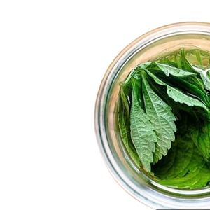 100% PERILLA FRESCA NATURAL HOJAS GRAN CANTIDAD PARA EXPORTAR CON BAJO PRECIO - Product Image 1