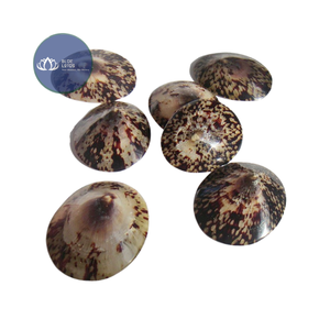 [DISPONIBLE] |   Material de Escamas de Concha de Limpet Azul Triturado |   Para Arte en Resina, Posavasos de Terrazo, Manualidades DIY, Vietnam - Product Image 1