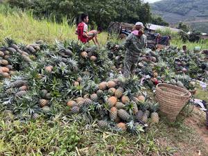 น้ำผลไม้สับปะรดเข้มข้นน้ำผลไม้สดออร์แกนิกเข้มข้น100% จากเวียดนาม - Product Image 5