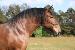 Cuerda de nailon transpirable para halter de caballo, método de entrenamiento natural Pat Parelli, estilo montura western - Product Image 4