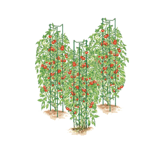 Juego de 3 Soportes para Plantas de Tomate - Product Image 6