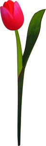Tulipán Musical Hecho a Mano de Madera de Acacia, Decoración para el Hogar, Estilo ROMÁNTICO, Técnica Pulida, 37cm de Largo, Ligero, Regalo Tailandés - Product Image 5