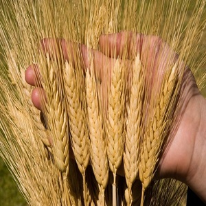Semillas de Trigo Duro Secas de Primera Calidad para la Producción de Harina de Sémola Fina y Productos Alimenticios de Alto Valor para la Agricultura Comercial - Product Image 1