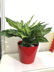 Maceta superventas para decorar el hogar y el jardín, maceta cuadrada corta de 18 con plástico de alta calidad - Product Image 6