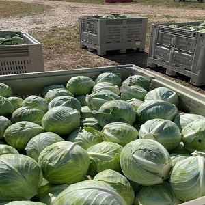 Chou vert entier fraîchement récolté de la ferme, cultivé naturellement pour la préparation de salades, de plats sautés, de soupes et de currys - Product Image 5