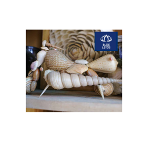 PRODUIT PHARE : Coquillages purs écologiques et propres, idéaux pour la création artisanale et la fabrication de bougies – Vente directe - Product Image 1