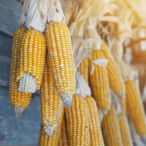 Maíz amarillo para consumo humano y alimentación animal - Product Image 2
