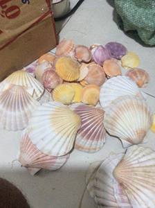 เปลือกหอยเป๋าฮื้อคุณภาพเยี่ยมจากทะเลเวียดนาม งานแฮนด์เมด จำนวนมาก สำหรับตกแต่งชายหาด รุ่นบลูโลตัส วินเซนต์ - Product Image 6