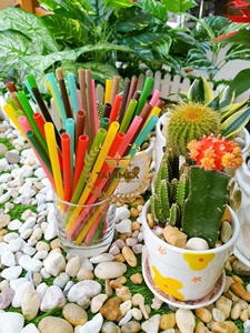 Pajitas de Arroz Comestibles de Alta Calidad, Grado Alimenticio, Pajitas para Pasta de Vietnam, Fábrica Takimex, Accesorios para Bebidas - Product Image 2