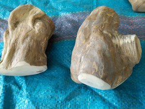 Bois pour chiens Café bois chien friandise jouet ANGLE - Product Image 5