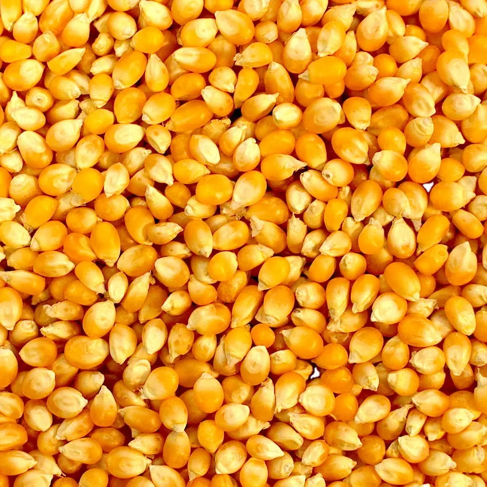 Заводская поставка, широко продаваемая дешевая оптовая цена, желтая кукуруза высшего качества для корма для животных для глобальных покупателей