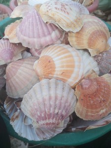 ของตกแต่งบ้านแบบ DIY เปลือกหอยขนาดใหญ่สีขาวดิบ - Product Image 4