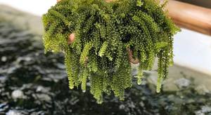 Algues de raisin de mer de qualité export, utilisées dans les présentations culinaires spécialisées, directement du Vietnam - Product Image 2