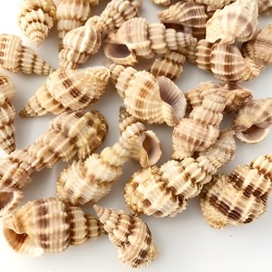 Perles en coquillages marins, coquillages en spirale, coquillages de mer à bon prix, vente en gros de coquillages, différents types de coquillages - Product Image 2