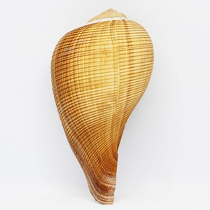 Coquillages pour décoration d'aquarium et de terrarium, prix le plus bas, coquillages de qualité supérieure, coquillages naturels. - Product Image 2