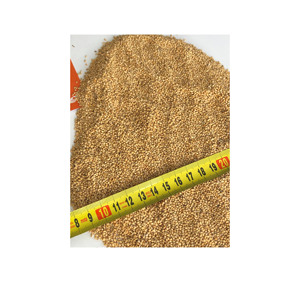 Listo para Enviar: Granos de Trigo de Calidad Premium al por Mayor, Grado Alimenticio, Suministro a Granel, Servicio OEM de Alta Calidad para Compradores B2B - Product Image 6