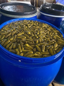 Vietnam Sour Pickled Cucumber in Tinned Clean Brine Great For Supermarket Bulk Pickled Cucumber Packed In Food Grade HDPE Drum - Product Image 4