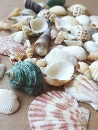 Coquillages marins assortis pour la décoration d'aquariums, la décoration de plage et les accessoires de photographie - Product Image 4