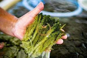 Uva Marina deshidratada de origen vietnamita (uvas marinas verdes) en bolsa con cremallera para estilo seco al por menor para comer ensaladas con ostras - Product Image 5