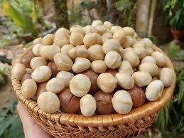 Nueces de Macadamia Crudas de Primera Calidad al por Mayor / Nueces de Macadamia Secas - Product Image 6