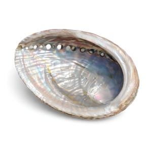 Wholesale cheap price seashells natural seashell dried clean <b>abalone</b> <b>shells</b> aqua tank landscape decor - Product Image 6