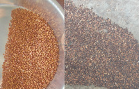 Trieuse chromatique Longbow 384 du Japon pour le riz, les céréales, les épices et les noix (cumin) avec IA CCD – Haute efficacité 4-10T/H, précision de 99 %