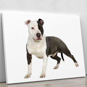 Impresión en lienzo o póster de American Staffordshire Terrier para comederos y bebederos para mascotas - Product Image 2