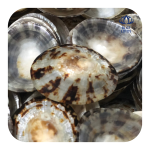 Concha de Limpet Natural del Lago de los Lotos Azules de Vietnam para Decoración de Acuarios, Exportación a Granel de Conchas Marinas - Product Image 1