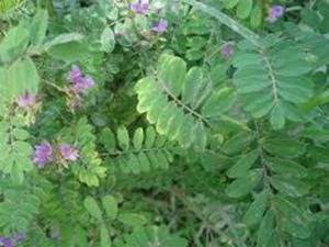 Extracto de planta Sarpunkha - Product Image 4