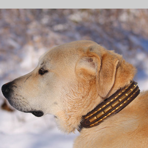 Collar de Cuero de Lujo para Perro con Tachuelas, Diseño Ancho, Hecho a Mano, Resistente, Ajustable, Duradero, Cómodo y de Primera Calidad - Product Image 6