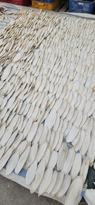 Hueso de Sepia Natural Crudo para Aplicaciones Industriales y Agrícolas, Alto Contenido de Calcio, Producto Seco de Procedencia Marina a Granel - Product Image 2