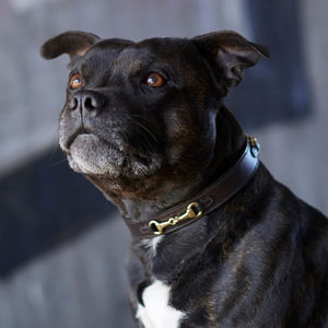 Collier pour chien en cuir, dernier design, pour fabricants de haute qualité, sur mesure, vente en gros, faible MOQ. - Product Image 6