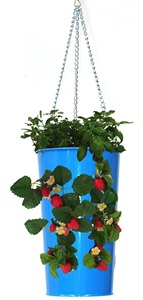 Pot de fleurs suspendu en métal bleu avec plantes de fraises pour jardinières - Product Image 3