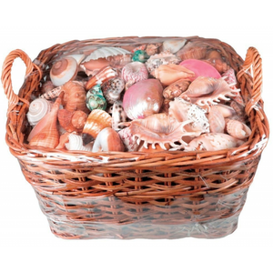 Conchas de Caracol ecológicas de tendencia superior, adornos naturales hechos a mano, técnica cruda con precio para proyectos de bricolaje - Product Image 4