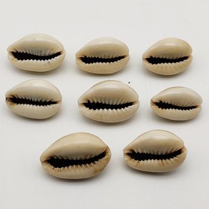 Conchas de cauri para decoración de sombreros y joyería, la mejor opción, conchas de cauri naturales a precio económico. - Product Image 4