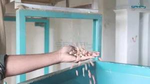 SAMAY EXPELLER COMPANY Nueva Máquina Extrusora de Aceite de Mostaza con 6 Tornillos, 10 HP de Potencia, Equipo de Extracción de Aceite de Múltiples Semillas, Alto Rendimiento - Product Image 3