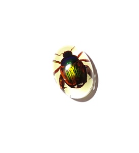 Cabochon ovale en plastique de 12x18 mm avec spécimen réel de coléoptère Golden Cockchafer, fond plat, effet lumineux, pour artisanat et fabrication de bijoux - Product Image 6