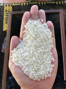 Riz Shiratake Japonais en Gros OEM, Konjac Séché, Aliment Diététique Miracle Faible en Calories, Riche en Fibres Alimentaires, Sans Sucre, Emballage en Vrac, Dur - Product Image 2