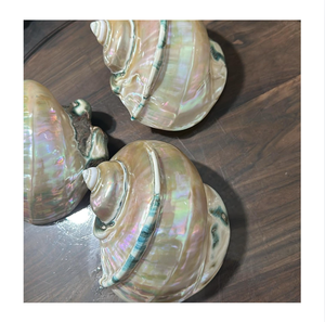 Coquillage naturel poli fait main durable, coquille décorative pour la maison, thème plage, souvenir, décoration de mariage, cadeau - Product Image 1