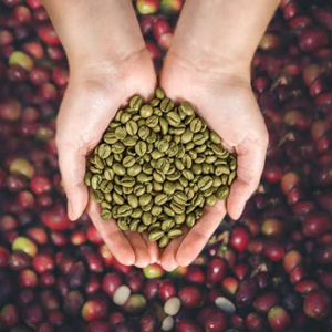 Granos de Café Verde Crudos Sin Tostar a Granel en Saco de Arpillera, Almacenamiento Natural en Seco, Variedad Común - Product Image 3