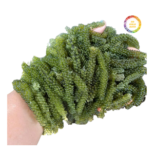 Caviar vert frais et raisins de mer pour sushi et salades - Product Image 3