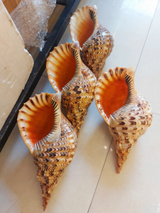 Vente directe d'usine, grande coquille de trompette naturelle polie, coquille de conque en stock à bon prix - Product Image 6