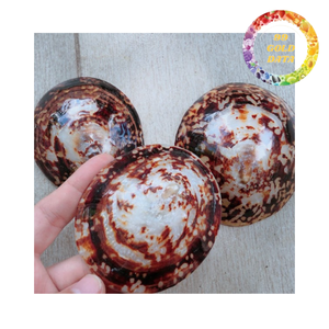 เปลือกหอยลิมเพ็ต เหมาะสำหรับตกแต่งชายฝั่ง ตกแต่งตู้ปลา งานฝีมือ DIY และตกแต่งภายใน - Product Image 5