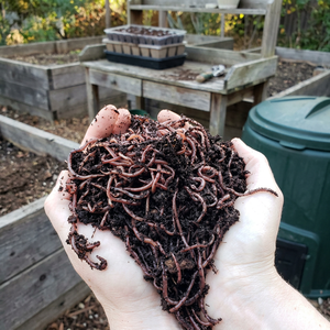 Engrais de Vermicompost Biologique Premium à Texture Granulaire Fine, Durée de Conservation de 24 Mois, Emballage Personnalisé pour l'Amélioration des Sols - Product Image 3