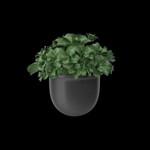 Pot de plante sphérique en métal noir, vente en gros |   Aqdus Saleem Moradabad - Product Image 1
