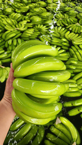Plátanos Cavendish Verdes Frescos, Fruta Tropical Entera para Venta al por Menor y al por Mayor - Product Image 1