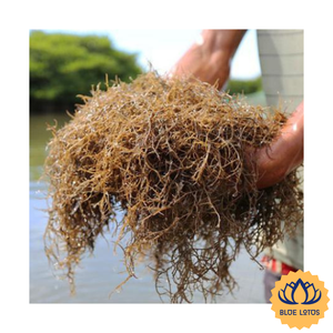 [MEILLEURE VENTE] Algues Cotonii nettoyées, surgelées, fraîches, pour la cuisine des restaurants, ingrédient pour soupes, sac, Vietnam, vente en gros - Product Image 1