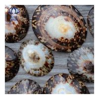 Coquille de limette la plus vendue pour l'allaitement et le soutien du mamelon, surface lisse et polie, approvisionnement stable, expédition immédiate
