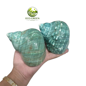 เปลือกหอยทะเลธรรมชาติเคลือบสีเขียวมุกเหลือบรุ้ง สำหรับตกแต่งชายฝั่ง สปา รีสอร์ท ออกแบบตกแต่งภายใน จำนวนมาก - Product Image 3