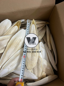 Os de Seiche Séché Naturel – Source Premium de Calcium et de Minéraux pour Animaux et Oiseaux – Conservation au Sec et à l'Endroit Frais – Durée de Conservation 24 Mois - Product Image 4